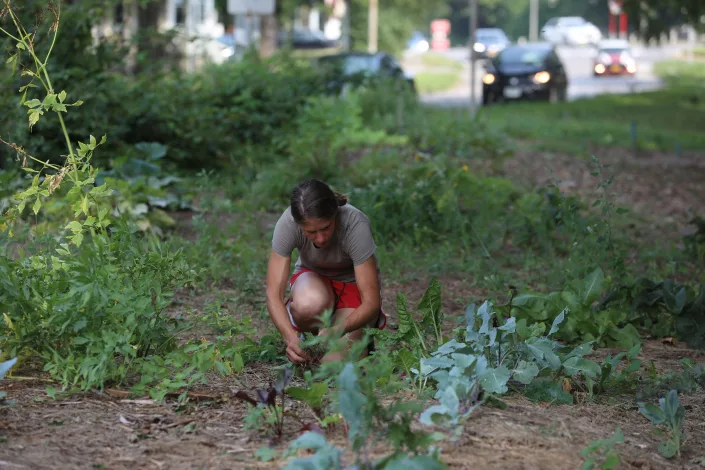 Here’s how you can control weeds in your vegetable garden