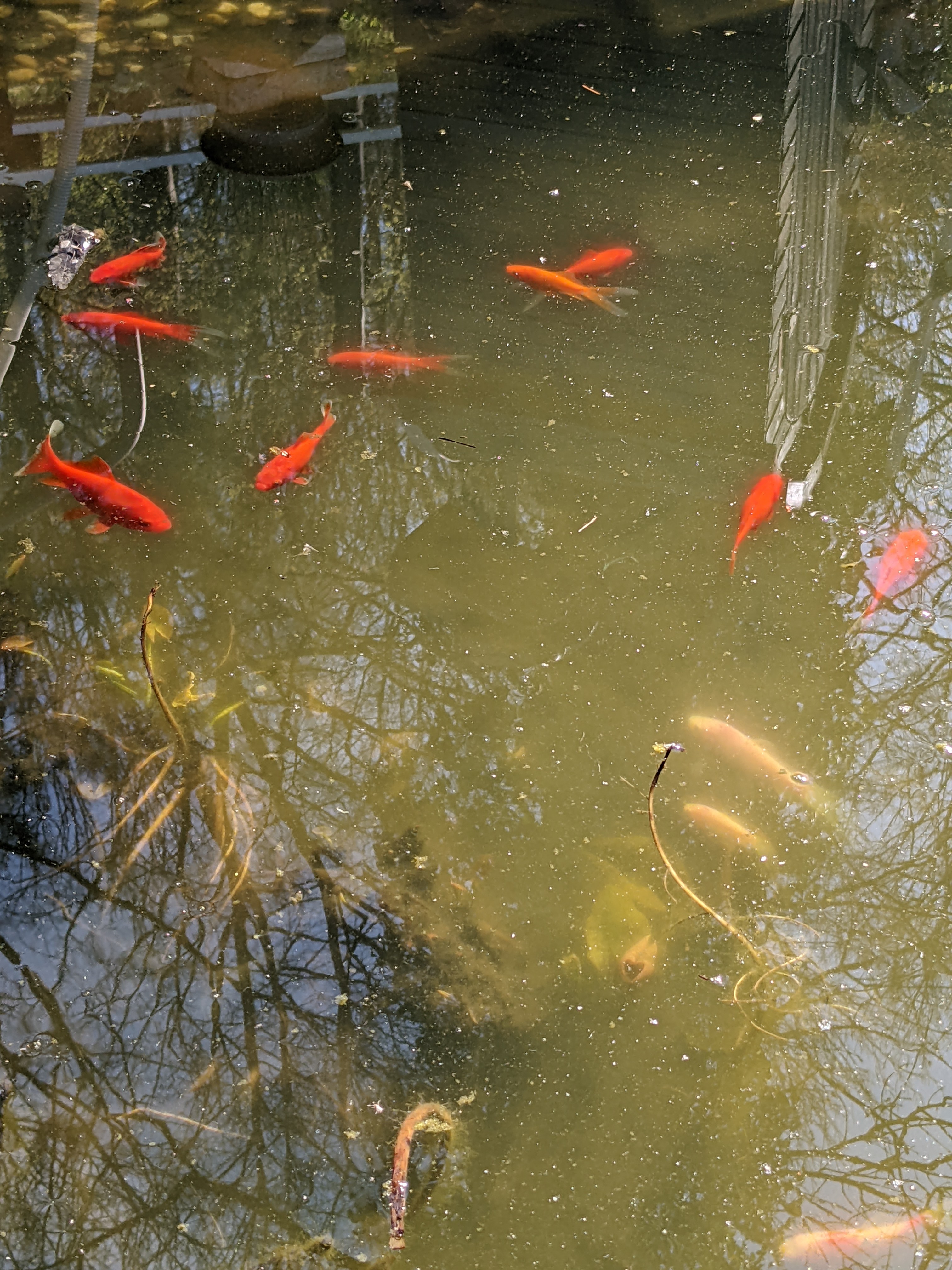 A pond with fish