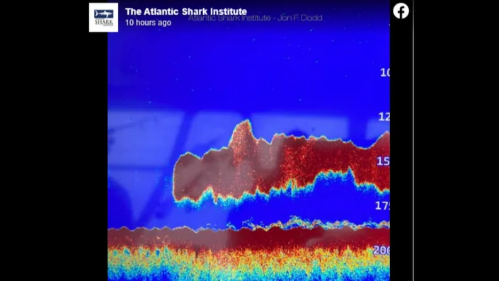 Facebook screenshot of Atlantic Shark Institute/Jon F. Dodd photo