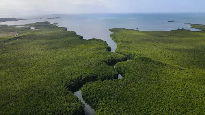 The ‘Mount Everest’ of bacteria discovered in Caribbean swamps